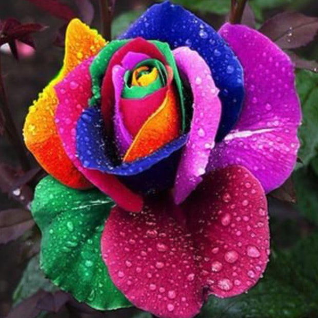 Super Rare Rainbow Rose Seeds - 100 Seed Pack