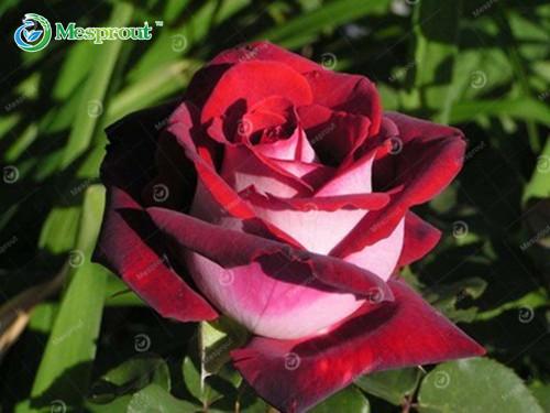 Super Rare Rainbow Rose Seeds - 100 Seed Pack