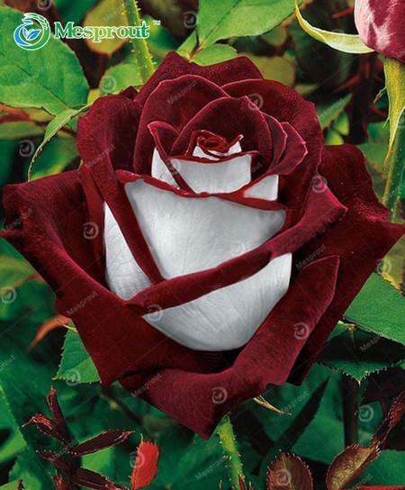 Super Rare Rainbow Rose Seeds - 100 Seed Pack