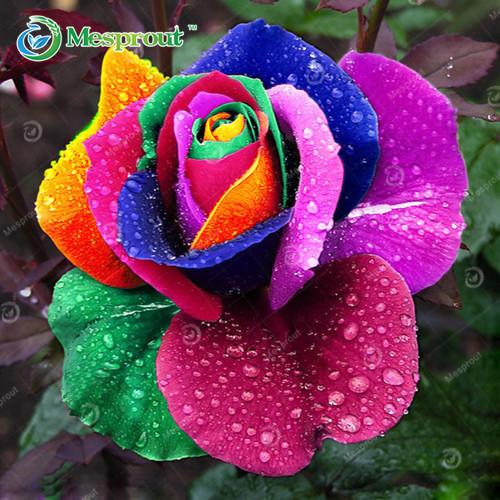 Super Rare Rainbow Rose Seeds - 100 Seed Pack