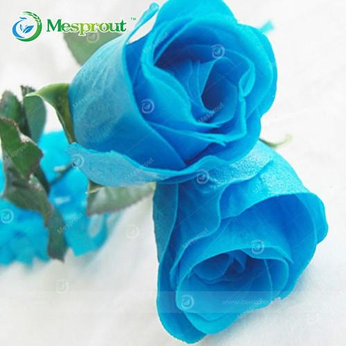 Super Rare Rainbow Rose Seeds - 100 Seed Pack