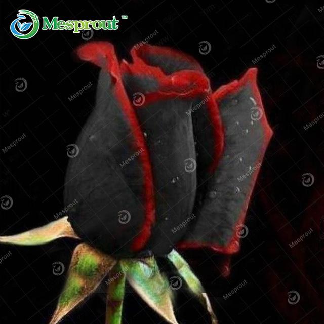 Super Rare Rainbow Rose Seeds - 100 Seed Pack