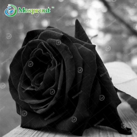 Super Rare Rainbow Rose Seeds - 100 Seed Pack